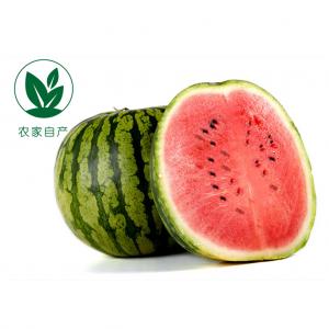 【农家自产】南汇8424西瓜组合H1（2只装)